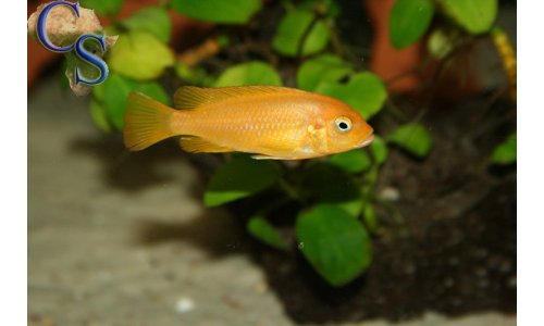 Pseudotropheus msobo magunga